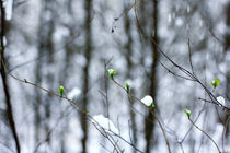  Zweige befreien sich vom Schnee von aseifert