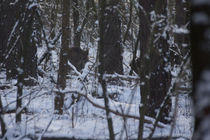 Wildschwein im Schnee by aseifert