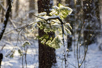 Schneefall auf Zweige von aseifert