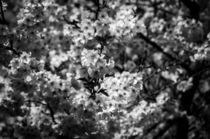 Cherry Blossom (Sascha Mueller) von Sascha Mueller