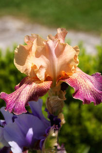 Iris | Bearded Iris  von lizcollet