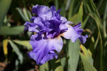 Blue Iris  | Schwertlilie by lizcollet