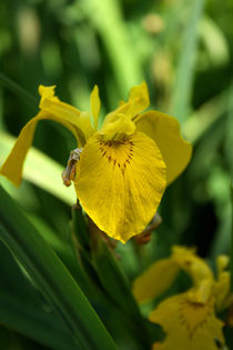 Iris pseudacorus | Gelbe Sumpf-Schwertlilie von lizcollet