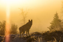 Hund im Sonnenaufgang von Manuela Zager