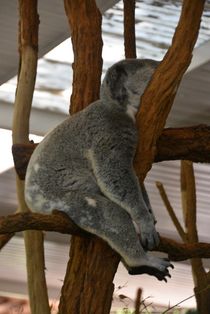 Relaxed Koala by usaexplorer