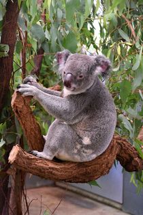 Koala von usaexplorer