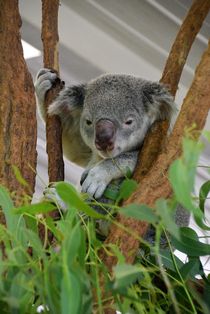 Koala - Australien by usaexplorer