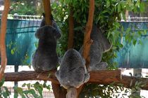 Sleeping Koalas von usaexplorer
