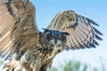 Eagle Owl by Mary Fletcher