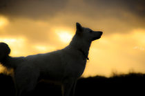 Schäferhund im Sonnenaufgang von Manuela Zager