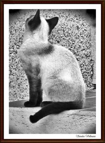 ~Siamese Cat~ von Sandra  Vollmann