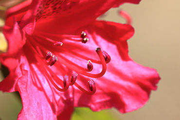 Rhododendron-einzelbluete