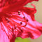 Rhododendron-einzelbluete