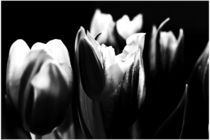 Tulips in Black `n White by Martina Marten