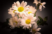 Chrysanths von Jeremy Sage