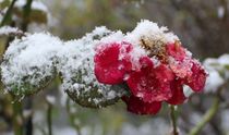Rose im Winter by Simone Marsig