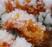 Zart vereiste Minicrysanteme einzeln von Simone Marsig
