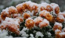 Zart vereiste Minicrysanteme von Simone Marsig