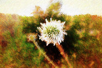 Whirling Flower - Dandelion by Roberto Giobbi