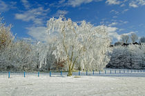 Frosted Trees, Newton Road Park by Rod Johnson