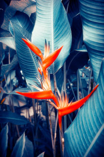 Tropical Parakeet Flower von cinema4design
