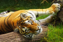 Tiger von AD DESIGN Photo + PhotoArt
