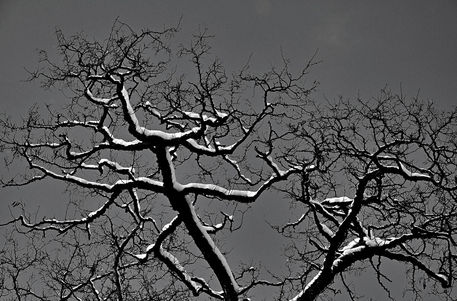 Baum-winter