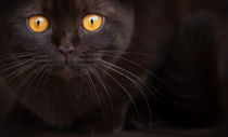 Die Augen einer Katze sind Fenster... by Janina Bürger