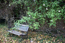 garden bench von Katia Boitsova