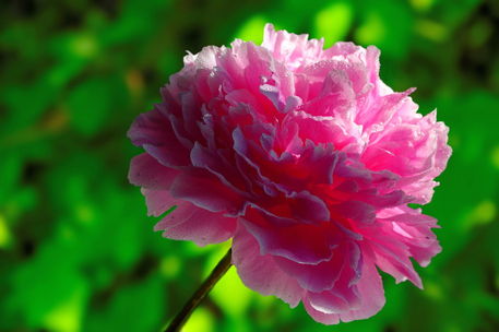Pink-peony-in-drops-of-dew