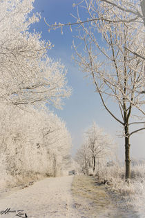 Winterwonderland by Manuela Zager