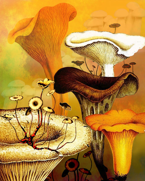 Mushroom-forest-good