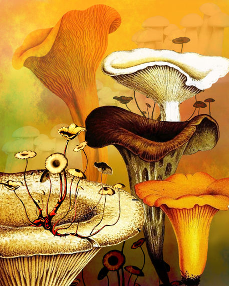 Mushroom-forest-good