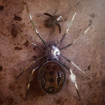 Spinne & Käfer  von Oliver Kieser