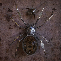 Die Spinne und der Käfer by Oliver Kieser