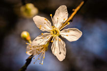 Blooming blossom von Jeremy Sage