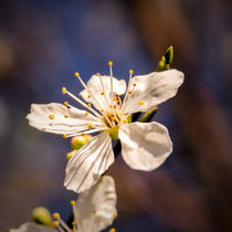 Blossom on a stick by Jeremy Sage