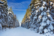 Trail through beautiful winter forest on a clear day by Sara Winter
