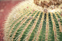 Nahaufnahme von Kaktus by hummelos
