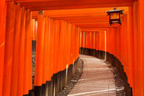 Torii gates of the Fushimi Inari Shrine in Kyoto, Japan by Sara Winter