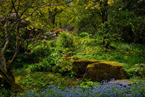 The Fairy Dell. by Colin Metcalf