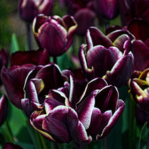 Purple Tulips by Colin Metcalf