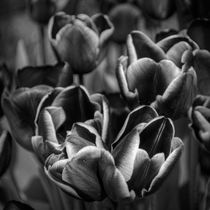 Tulips in Mono von Colin Metcalf