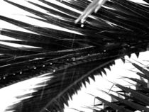 Palmen im Regen von johanna-ka