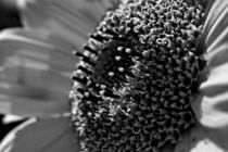 Sunflower macro by leddermann