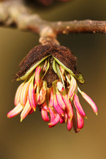 Blüte des Eisenholzbaum von Bernhard Kaiser
