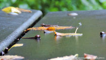 Macro shot of leaves on bench by Lucas Guerrini
