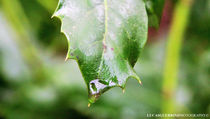 Macro green leaf by Lucas Guerrini