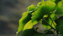 Green leaves von Lucas Guerrini