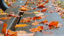 Autumn leaves on bench von Lucas Guerrini